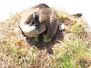 goose removal