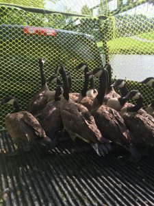 Goose Removal